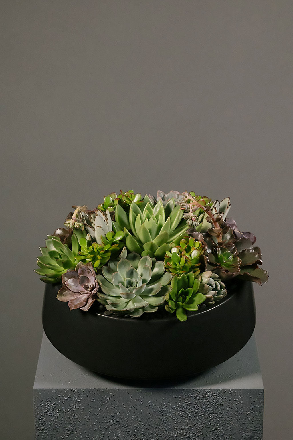 Succulent Garden – Amaranth
