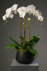 Orchid Garden (3 stems)