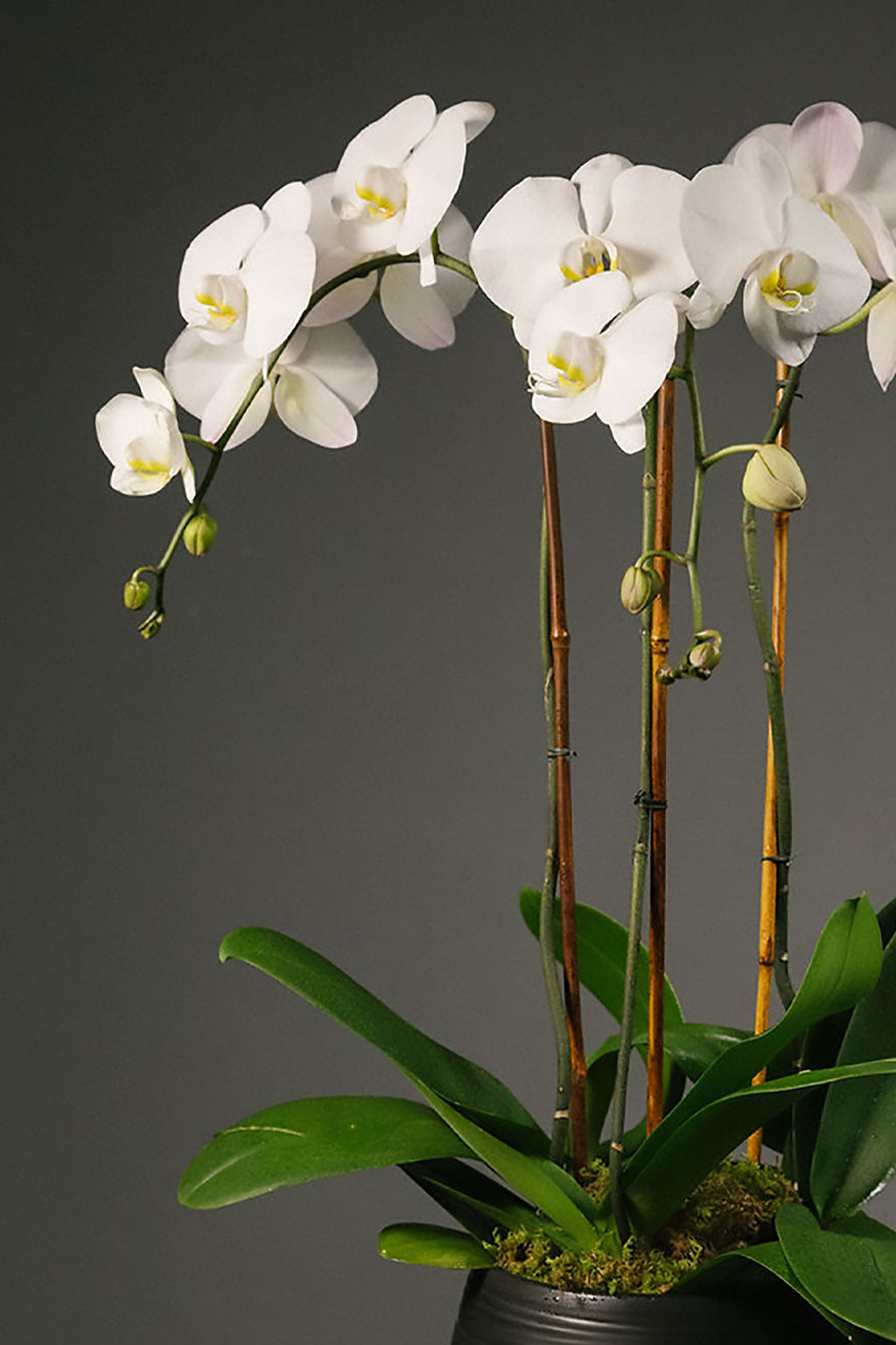 Orchid Garden (3 stems)
