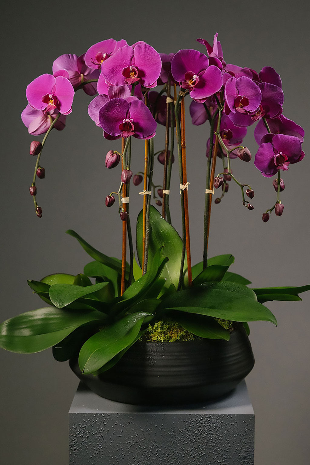 Magenta Orchid Garden
