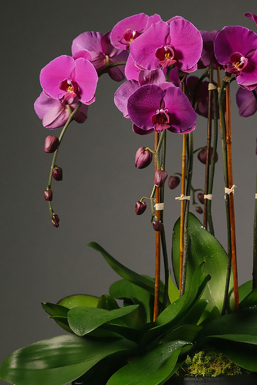Magenta Orchid Garden