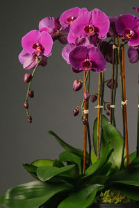 Magenta Orchid Garden