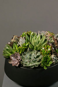 Succulent Garden